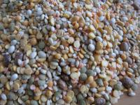 Put the mixture of legumes (white beans, colored...