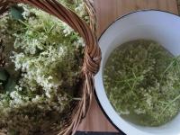 Pick elderflowers during a sunny day. Don't...