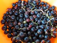 Remove the stalk of black currants and wash them....