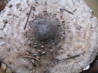 Clean the mushrooms and remove the stalks....