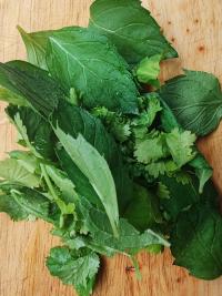 Wash and dry the mint and coriander leaves, then...